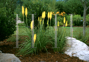 Picture of Kniphofia uvaria 'Primrose Beauty'