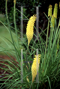 Picture of Kniphofia uvaria 'Primrose Beauty'