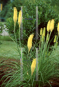 Picture of Kniphofia uvaria 'Primrose Beauty'