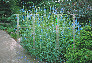 Picture of Lobelia siphilitica 'Blue Selection'