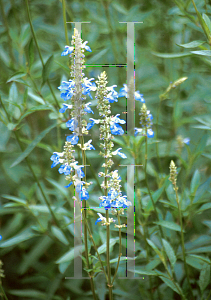 Picture of Lobelia siphilitica 'Blue Selection'