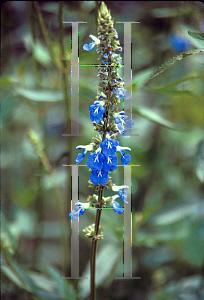 Picture of Lobelia siphilitica 'Blue Selection'