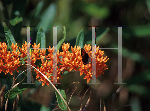 Picture of Asclepias tuberosa 