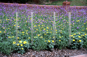 Picture of Verbena bonariensis 