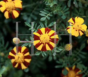 Picture of Tagetes patula 'Mr. Majestic'