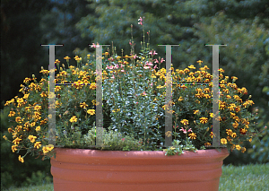 Picture of Tagetes patula 'Mr. Majestic'