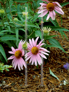 Picture of Echinacea purpurea 'Magnus'