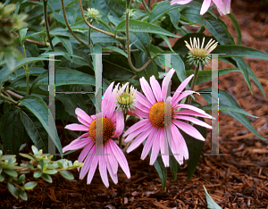 Picture of Echinacea purpurea 'Magnus'