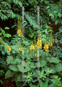 Picture of Ligularia stenocephala 'The Rocket'