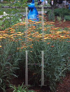 Picture of Achillea millefolium 'Fireland'