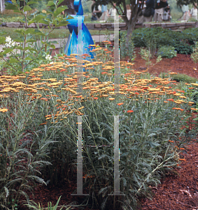 Picture of Achillea millefolium 'Fireland'