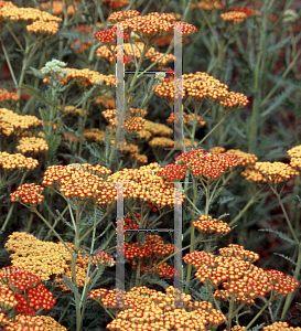 Picture of Achillea millefolium 'Fireland'