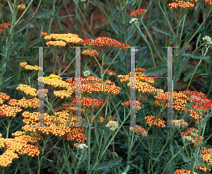 Picture of Achillea millefolium 'Fireland'