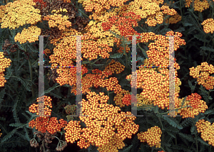 Picture of Achillea millefolium 'Fireland'