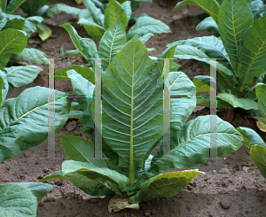 Picture of Nicotiana tabacum 