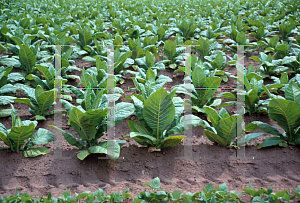 Picture of Nicotiana tabacum 