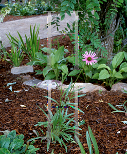 Picture of Echinacea tennesseensis 