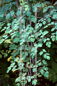 Picture of Thalictrum delavayi 