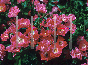 Picture of Rosa  'Meipelta (Fuchsia Meidiland)'