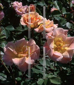 Picture of Rosa  'Meialate (Mystic Meidiland)'