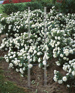 Picture of Rosa  'Meicoublan (White Meidiland)'