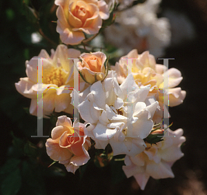 Picture of Rosa  'Meialate (Mystic Meidiland)'