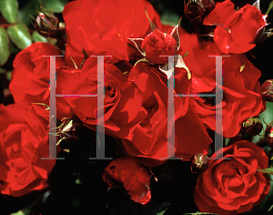 Picture of Rosa  'Meipreston (Ruby Meidiland)'
