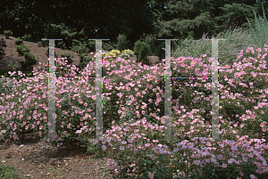 Picture of Rosa  'Meipotal (Carefree Delight)'