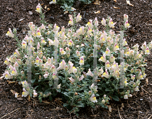 Picture of Antirrhinum majus 'Chandelier Primrose Vien'