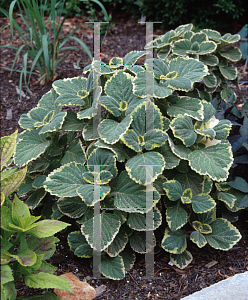 Picture of Plectranthus amboinicus 'Athens Gem'