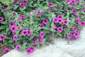 Picture of Petunia integrifolia var. integrifolia 