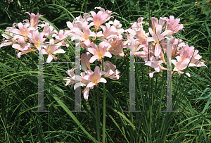 Picture of Lycoris squamigera 