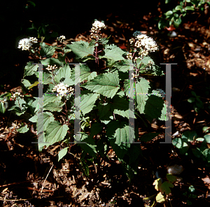 Picture of Ageratina altissima 'Chocolate'