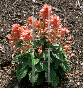 Picture of Salvia splendens 'Salsa Salmon'