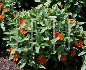 Picture of Zinnia x 'Profusion Orange'