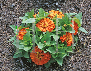 Picture of Zinnia elegans 'Short Stuff'