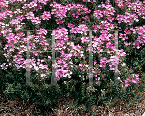 Picture of Dianthus  'Aztec Pink Bicolor'