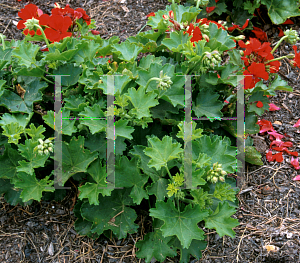 Picture of Pelargonium x hortorum 'Rio'