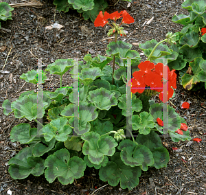 Picture of Pelargonium x hortorum 'Maverick Scarlet'
