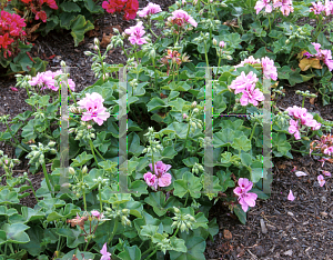 Picture of Pelargonium peltatum 'Colorcade Lavender'