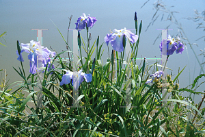 Picture of Iris ensata 