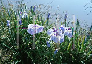 Picture of Iris ensata 