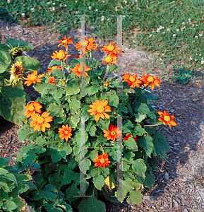 Picture of Tithonia rotundifolia 'Fiesta Del Sol'