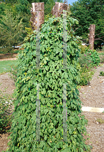 Picture of Ipomoea lobata 