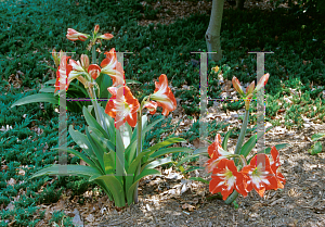 Picture of Hippeastrum x hybridum 