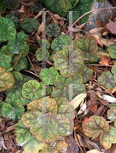 Picture of Heuchera americana 