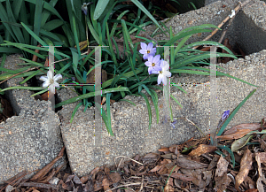 Picture of Ipheion uniflorum 'Wisley Blue'