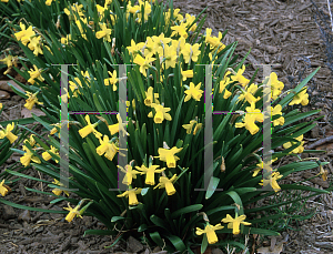 Picture of Narcissus  'Tete-A-Tete'