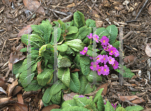 Picture of Primula vulgaris 