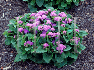 Picture of Ageratum houstonianum 'True Blue'